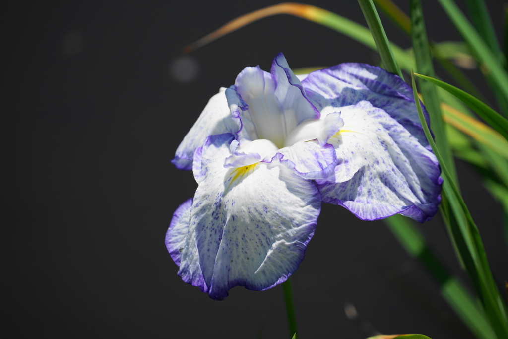f:id:shigeo-t:20180603153141j:plain