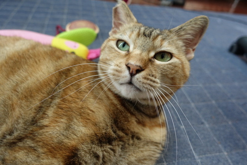 f:id:shigeo-t:20180604145048j:plain