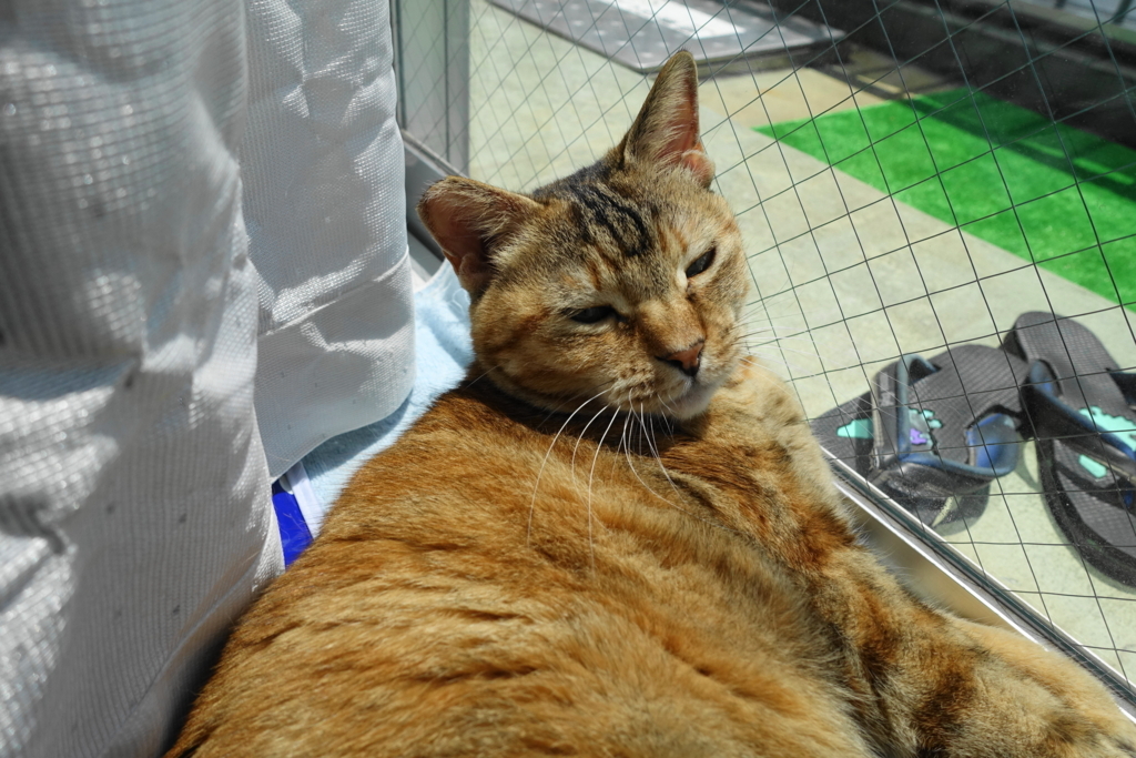 f:id:shigeo-t:20180608103456j:plain