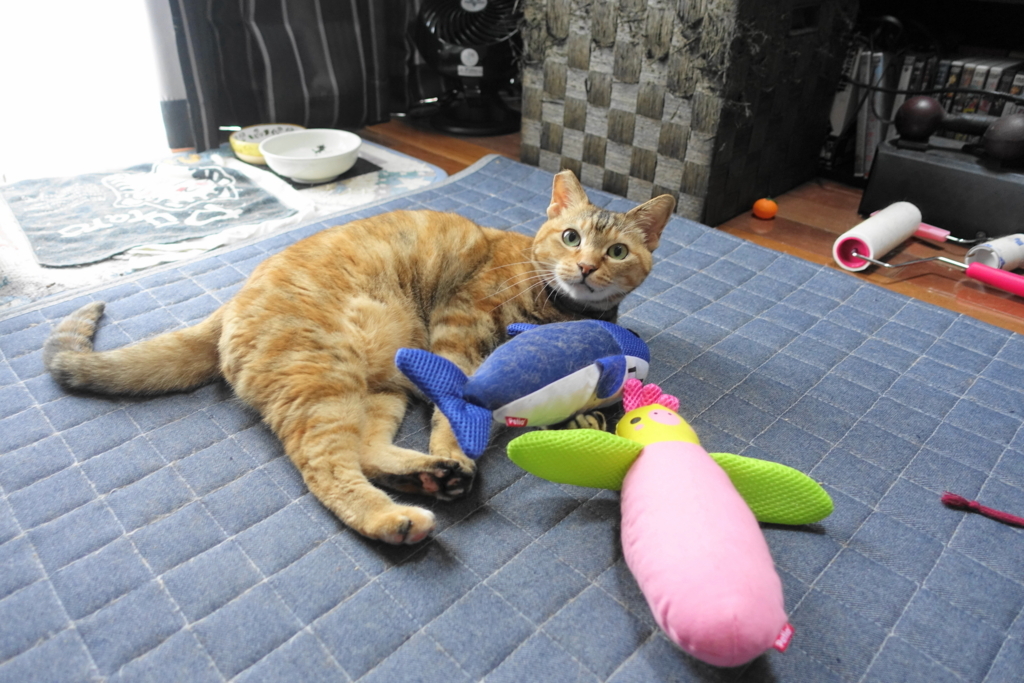f:id:shigeo-t:20180609100907j:plain f:id:shigeo-t:20180609100907j:plain
