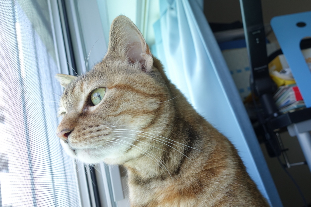 f:id:shigeo-t:20180609101902j:plain f:id:shigeo-t:20180609101902j:plain