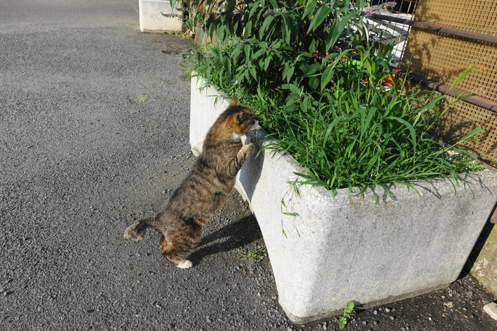f:id:shigeo-t:20180612100657j:plain f:id:shigeo-t:20180612100657j:plain