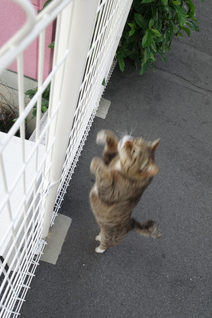 f:id:shigeo-t:20180612102730j:plain f:id:shigeo-t:20180612102730j:plain