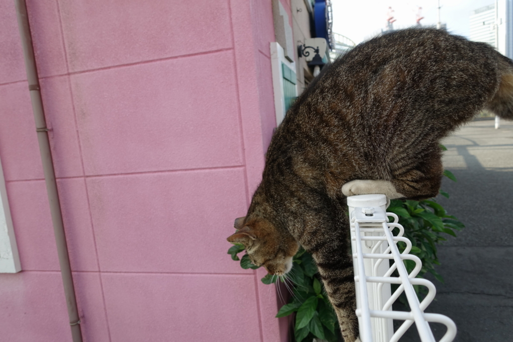 f:id:shigeo-t:20180612102744j:plain f:id:shigeo-t:20180612102744j:plain