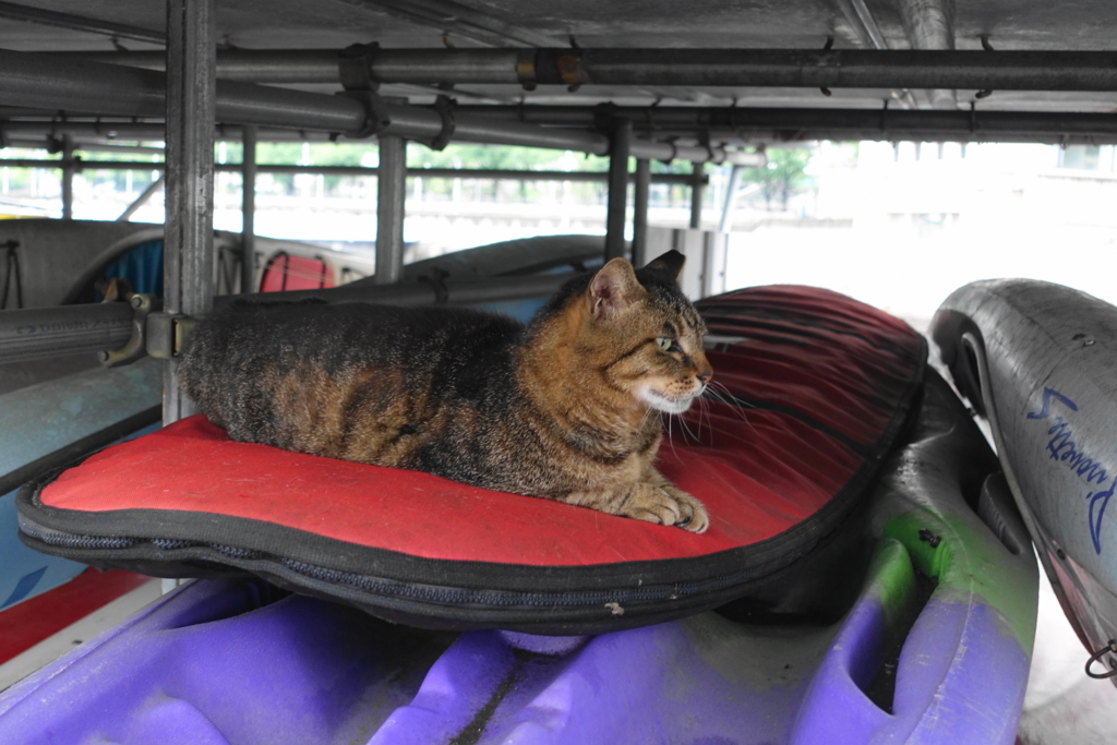 f:id:shigeo-t:20180614101042j:plain f:id:shigeo-t:20180614101042j:plain