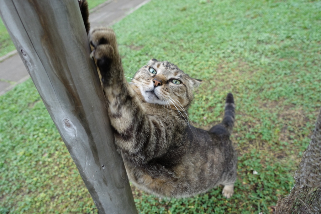 f:id:shigeo-t:20180614101541j:plain f:id:shigeo-t:20180614101541j:plain