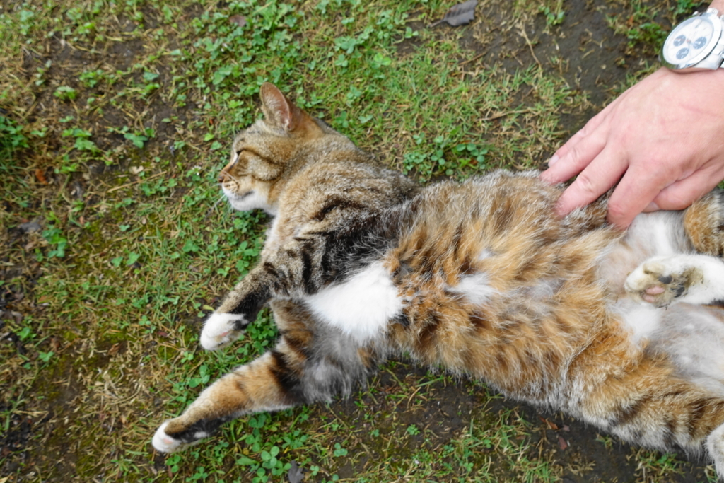 f:id:shigeo-t:20180614101920j:plain f:id:shigeo-t:20180614101920j:plain