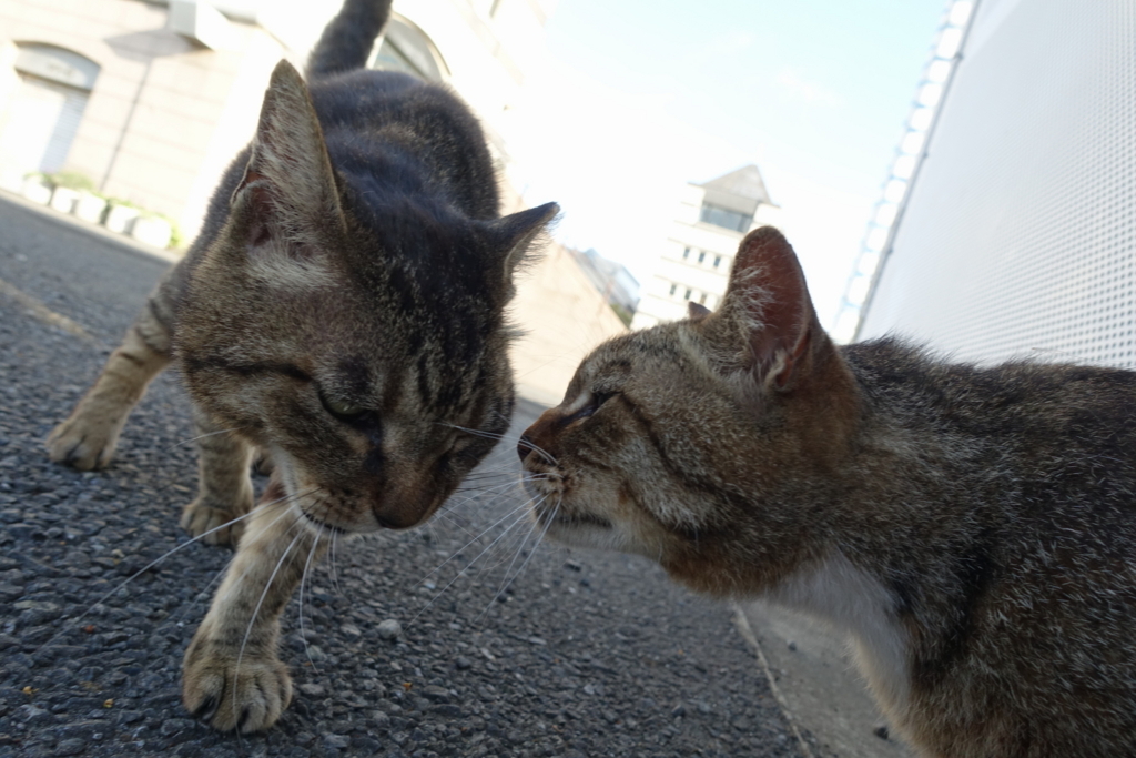 f:id:shigeo-t:20180614104240j:plain f:id:shigeo-t:20180614104240j:plain