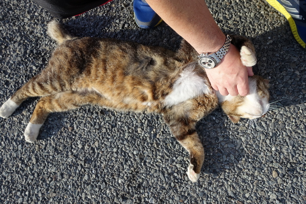 f:id:shigeo-t:20180614104329j:plain f:id:shigeo-t:20180614104329j:plain