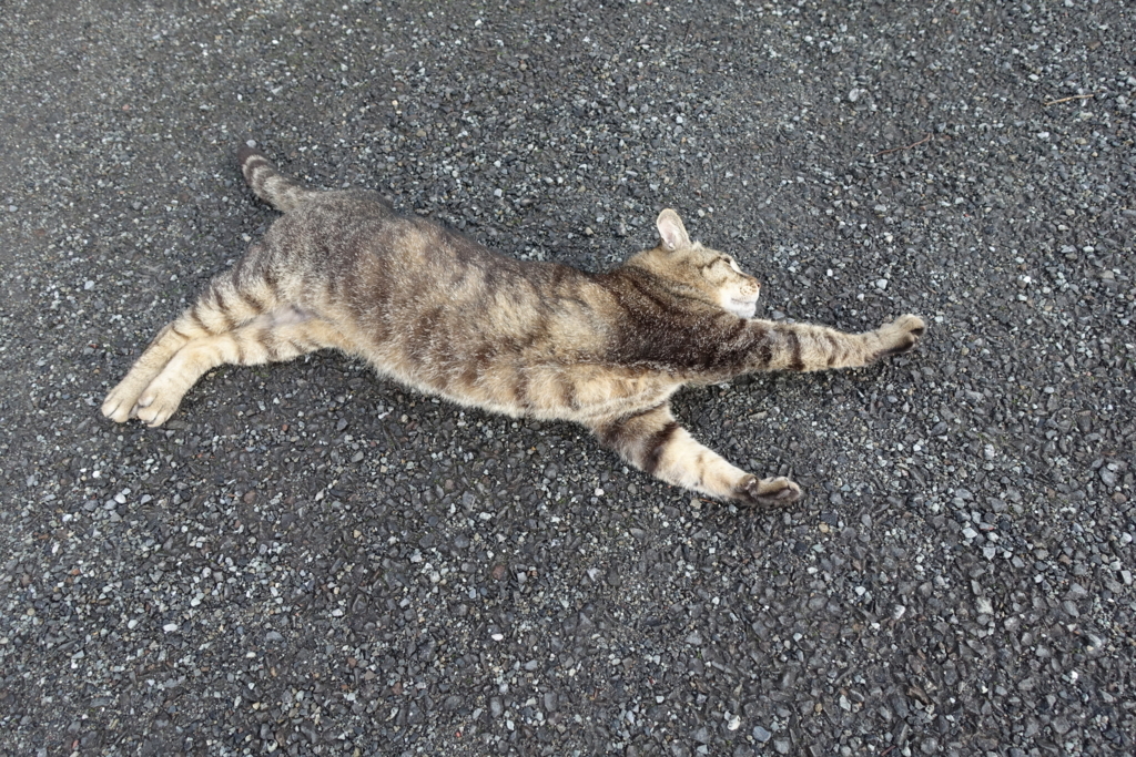 f:id:shigeo-t:20180614105349j:plain f:id:shigeo-t:20180614105349j:plain