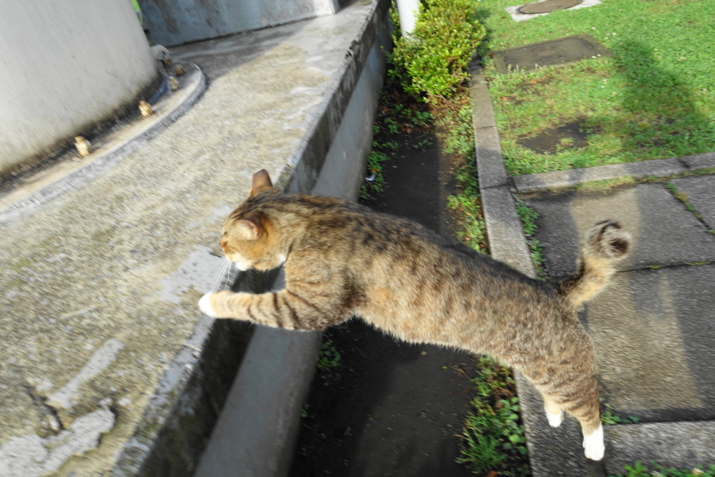 f:id:shigeo-t:20180614105831j:plain f:id:shigeo-t:20180614105831j:plain