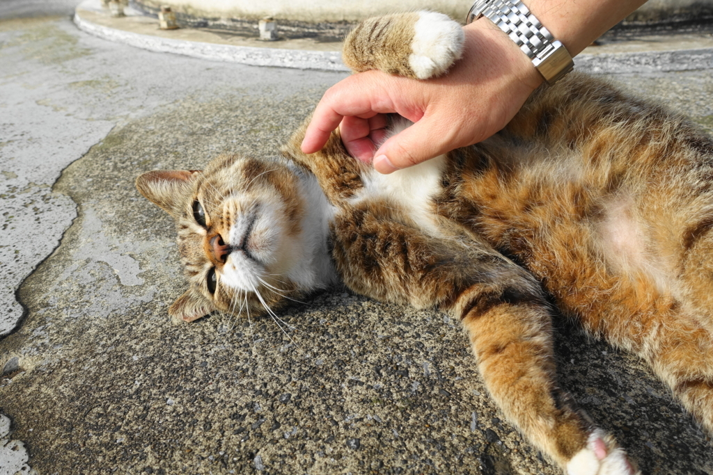 f:id:shigeo-t:20180614110003j:plain f:id:shigeo-t:20180614110003j:plain