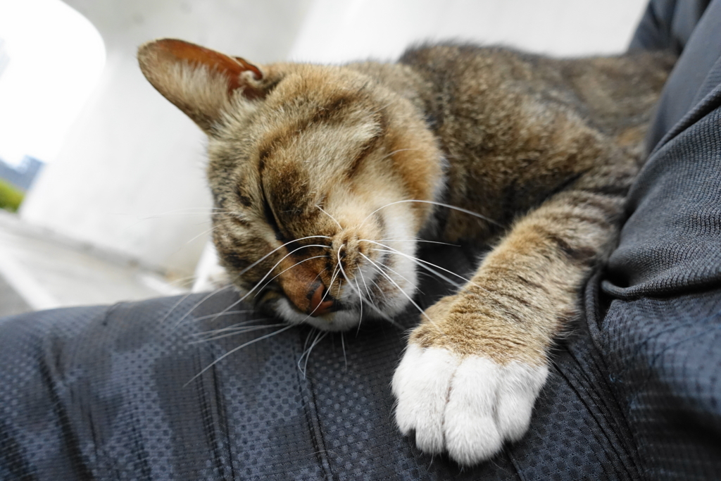 f:id:shigeo-t:20180614110641j:plain f:id:shigeo-t:20180614110641j:plain