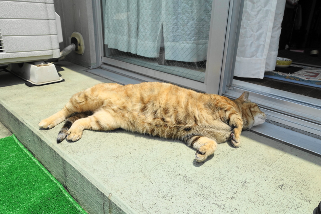 f:id:shigeo-t:20180618105436j:plain f:id:shigeo-t:20180618105436j:plain