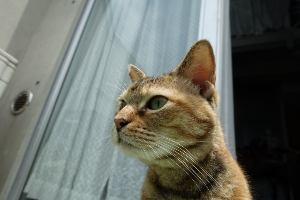 f:id:shigeo-t:20180618105452j:plain f:id:shigeo-t:20180618105452j:plain