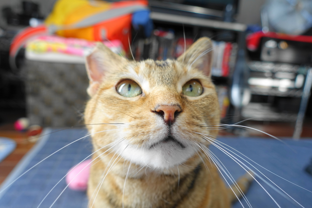 f:id:shigeo-t:20180620104029j:plain f:id:shigeo-t:20180620104029j:plain