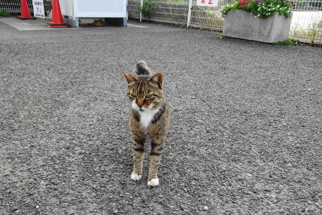 f:id:shigeo-t:20180701094905j:plain f:id:shigeo-t:20180701094905j:plain