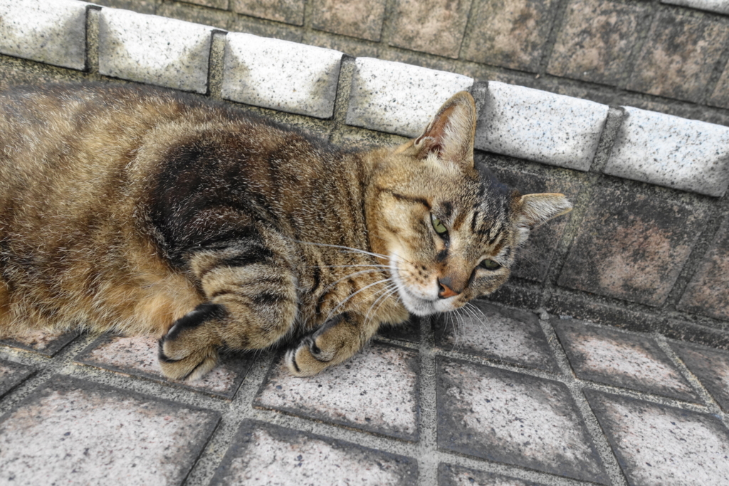 f:id:shigeo-t:20180701095243j:plain f:id:shigeo-t:20180701095243j:plain