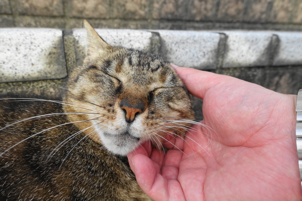 f:id:shigeo-t:20180701095333j:plain f:id:shigeo-t:20180701095333j:plain