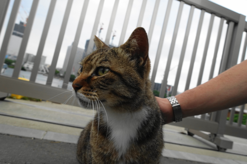 f:id:shigeo-t:20180701100259j:plain f:id:shigeo-t:20180701100259j:plain