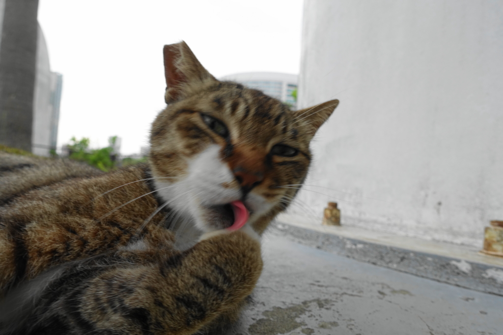 f:id:shigeo-t:20180701100942j:plain f:id:shigeo-t:20180701100942j:plain