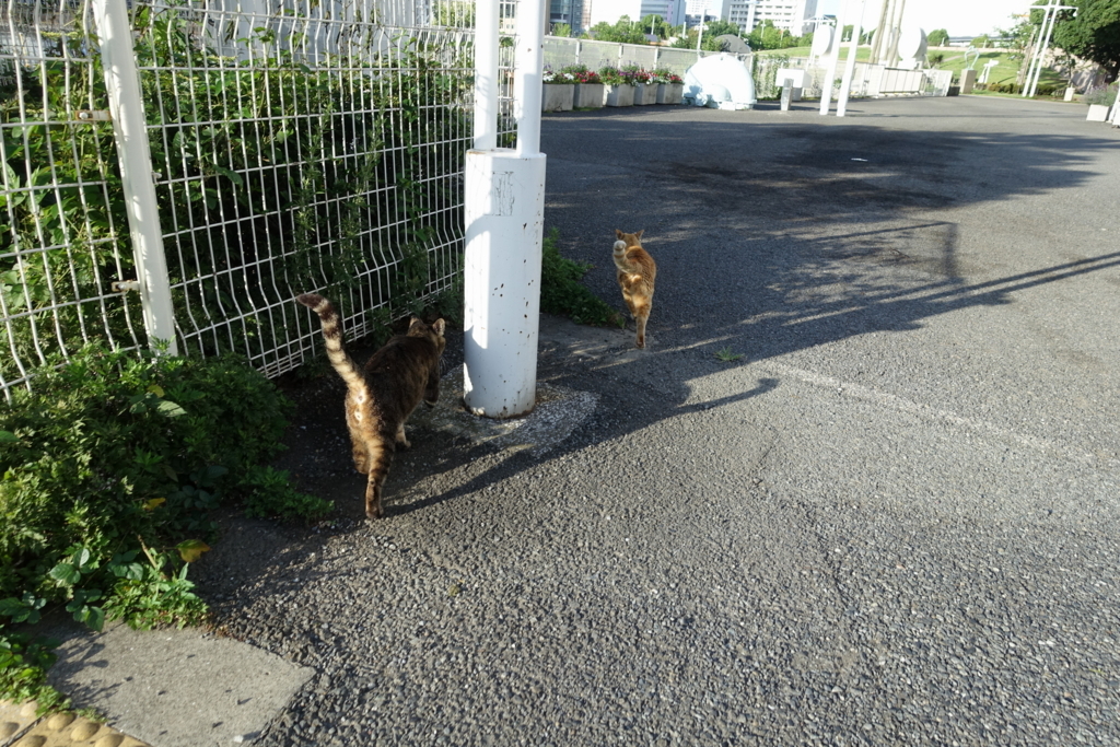 f:id:shigeo-t:20180701101646j:plain f:id:shigeo-t:20180701101646j:plain