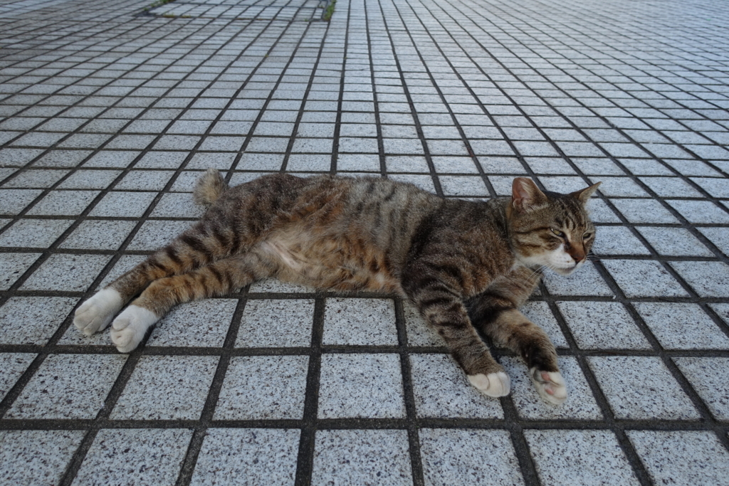 f:id:shigeo-t:20180701102509j:plain f:id:shigeo-t:20180701102509j:plain