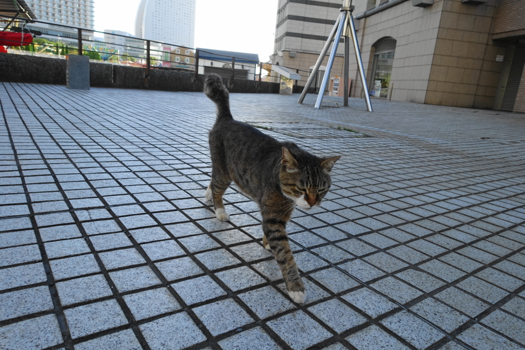 f:id:shigeo-t:20180701102849j:plain f:id:shigeo-t:20180701102849j:plain