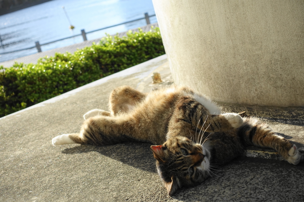 f:id:shigeo-t:20180701103558j:plain f:id:shigeo-t:20180701103558j:plain