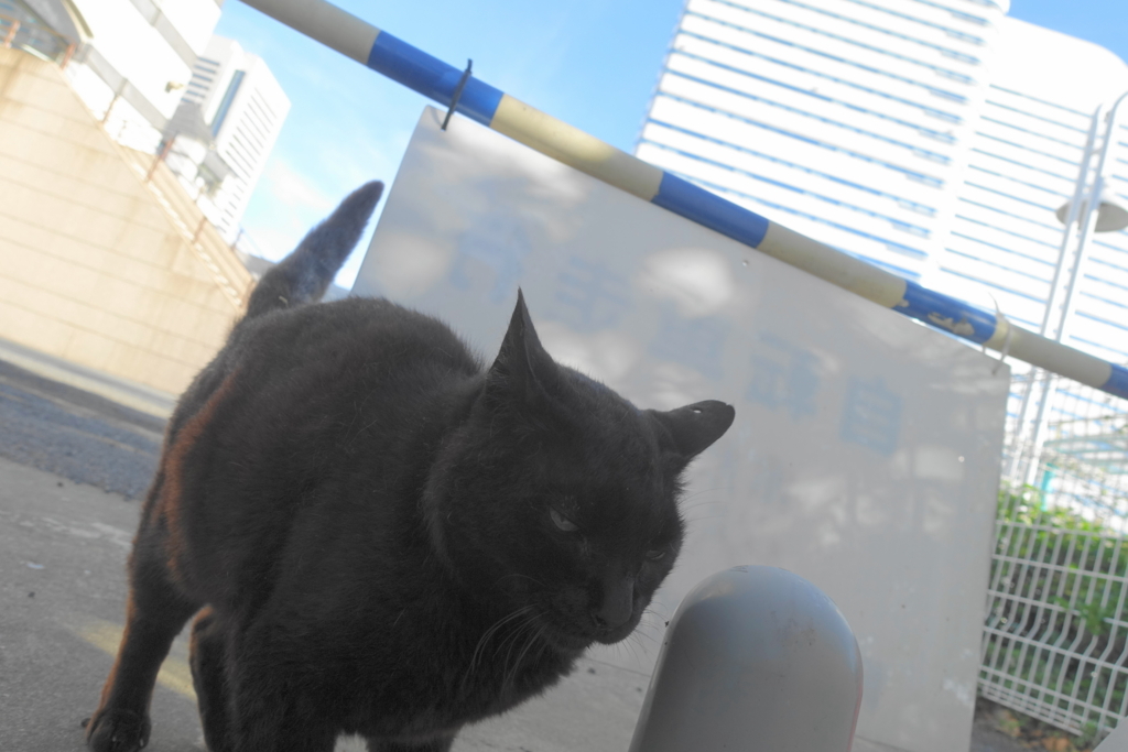f:id:shigeo-t:20180701103723j:plain f:id:shigeo-t:20180701103723j:plain