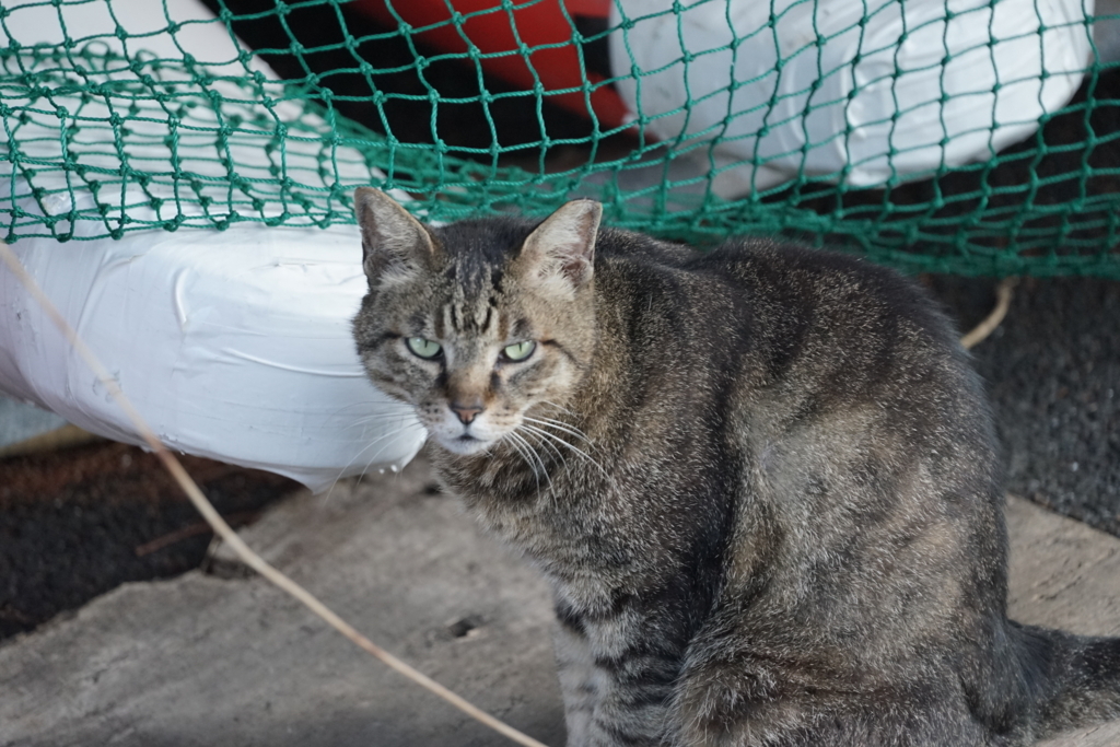f:id:shigeo-t:20180701104531j:plain f:id:shigeo-t:20180701104531j:plain