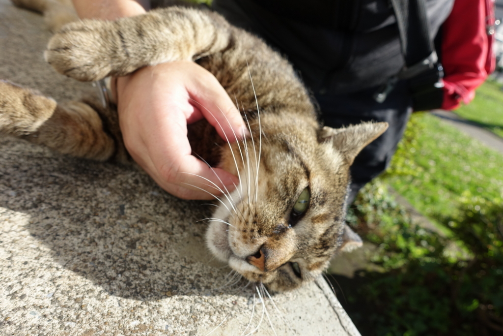 f:id:shigeo-t:20180701104902j:plain f:id:shigeo-t:20180701104902j:plain