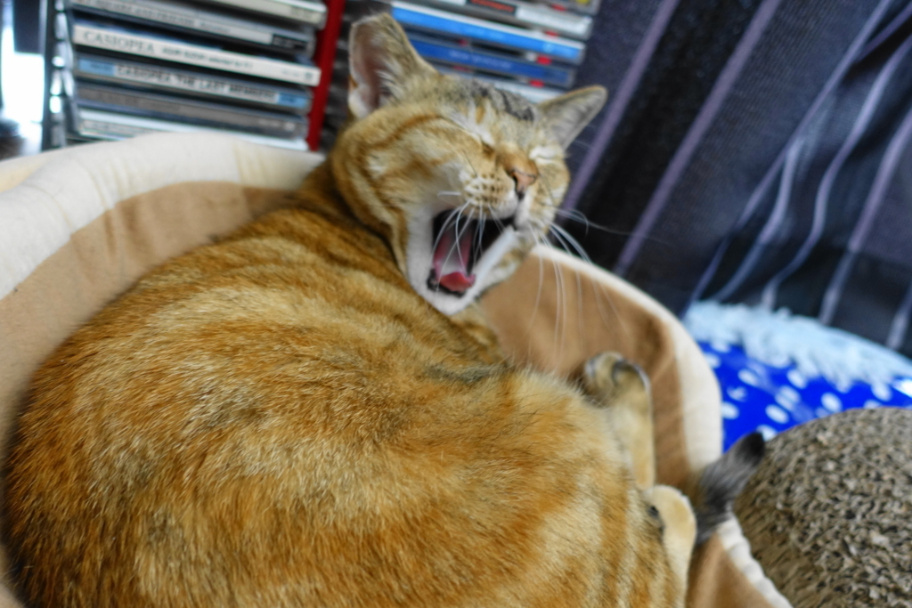 f:id:shigeo-t:20180706101638j:plain f:id:shigeo-t:20180706101638j:plain