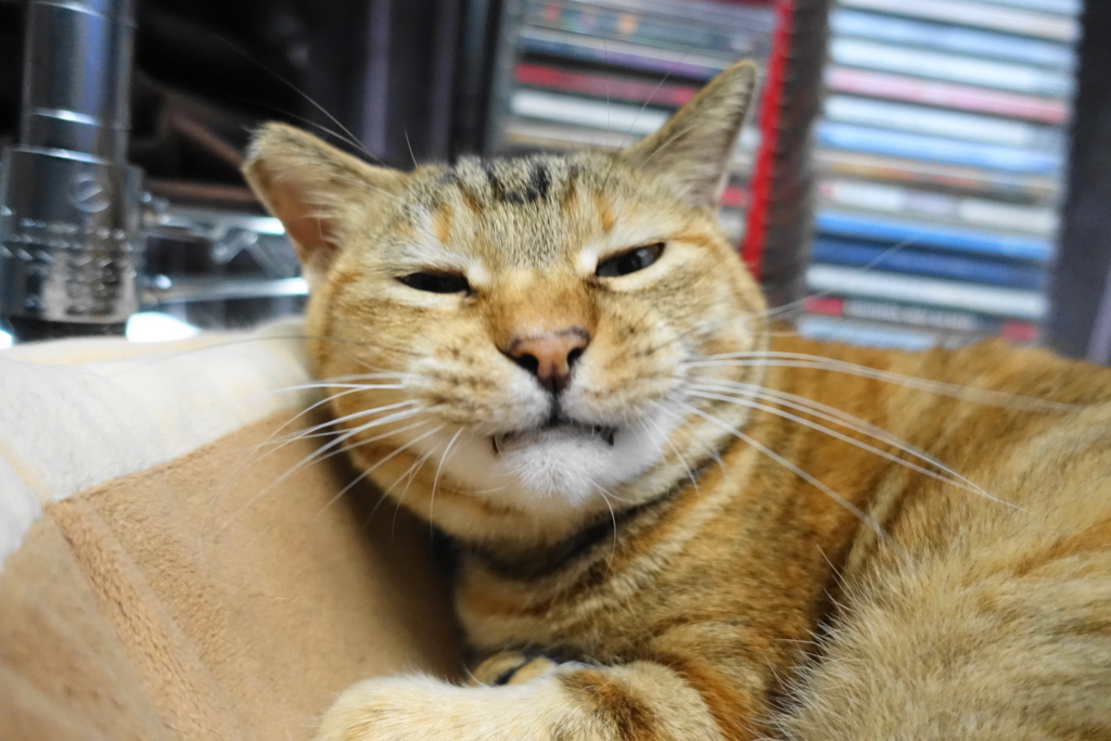 f:id:shigeo-t:20180706101842j:plain f:id:shigeo-t:20180706101842j:plain