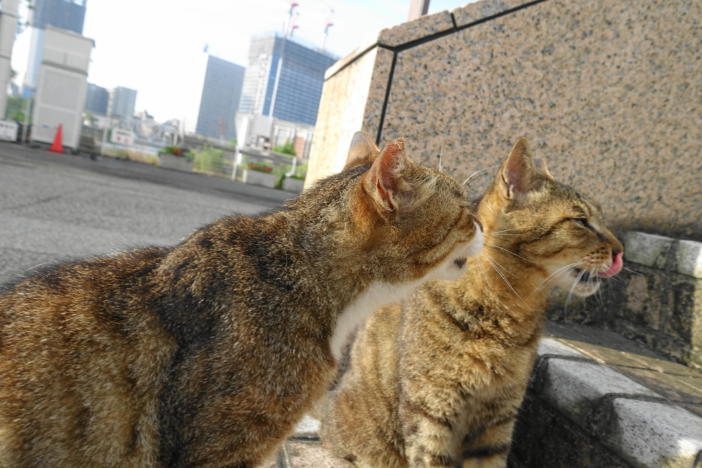 f:id:shigeo-t:20180712084521j:plain f:id:shigeo-t:20180712084521j:plain