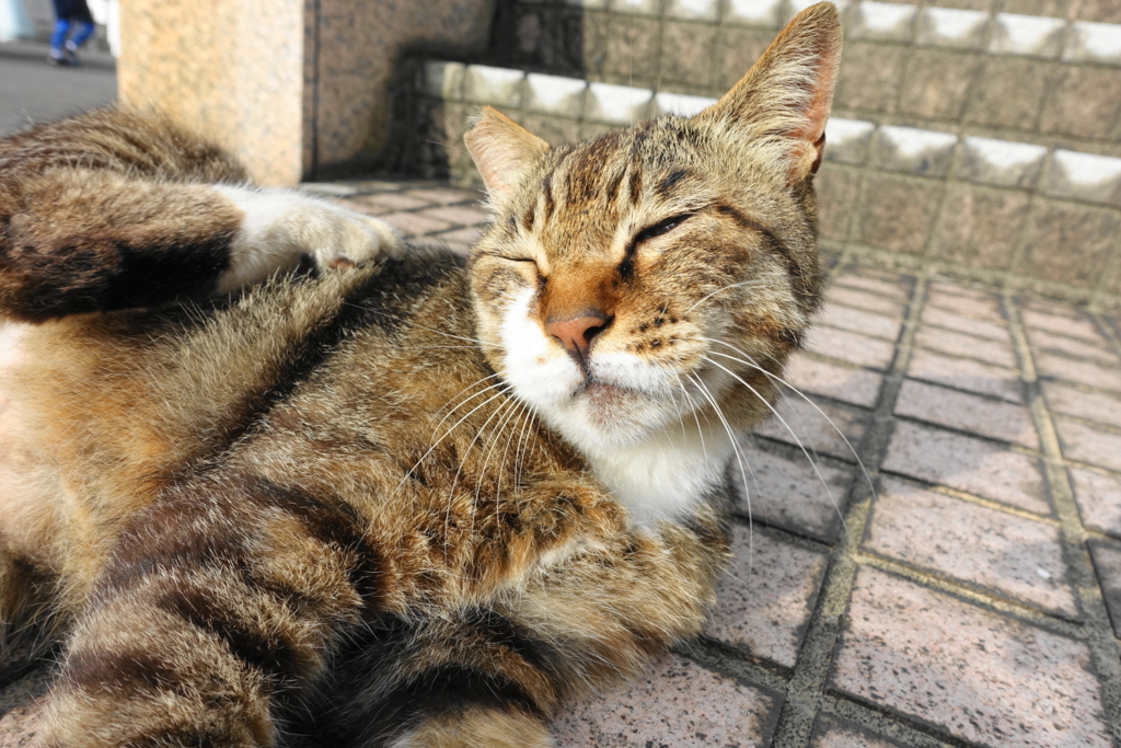 f:id:shigeo-t:20180712085123j:plain f:id:shigeo-t:20180712085123j:plain