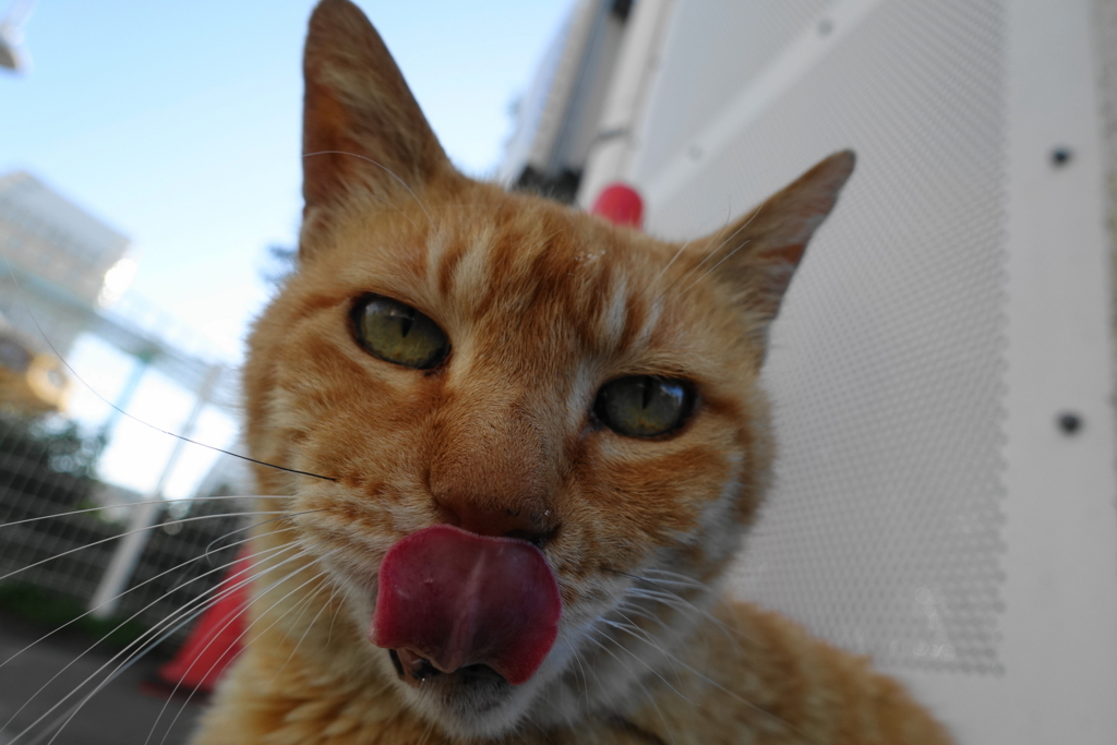f:id:shigeo-t:20180712085630j:plain f:id:shigeo-t:20180712085630j:plain