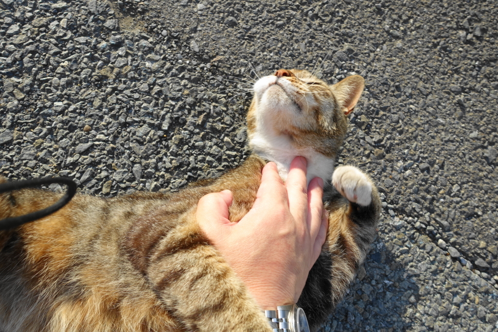 f:id:shigeo-t:20180712090848j:plain f:id:shigeo-t:20180712090848j:plain