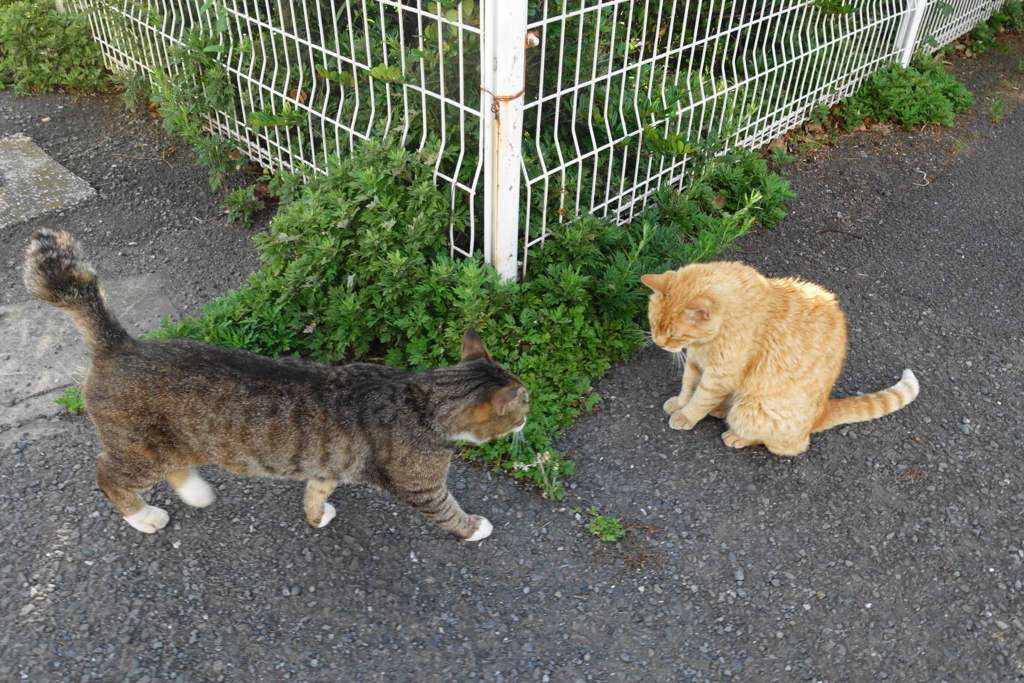 f:id:shigeo-t:20180712091005j:plain f:id:shigeo-t:20180712091005j:plain