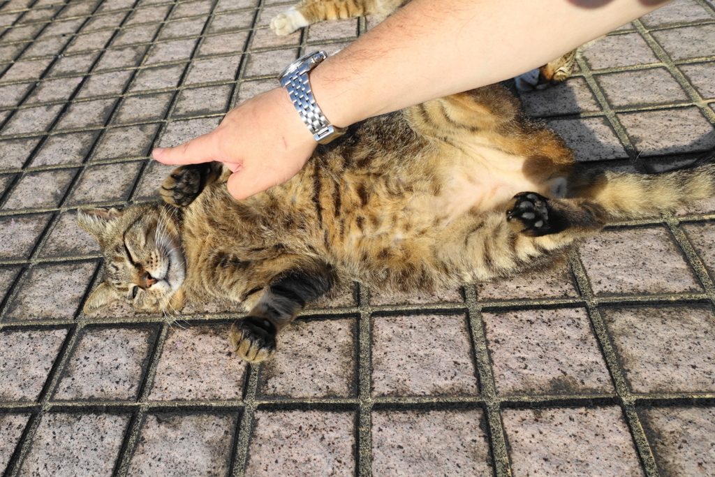 f:id:shigeo-t:20180712091231j:plain f:id:shigeo-t:20180712091231j:plain