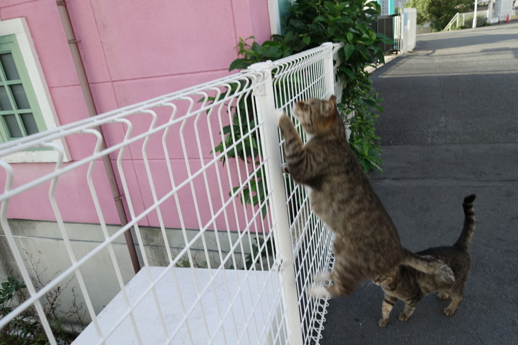 f:id:shigeo-t:20180712091532j:plain f:id:shigeo-t:20180712091532j:plain