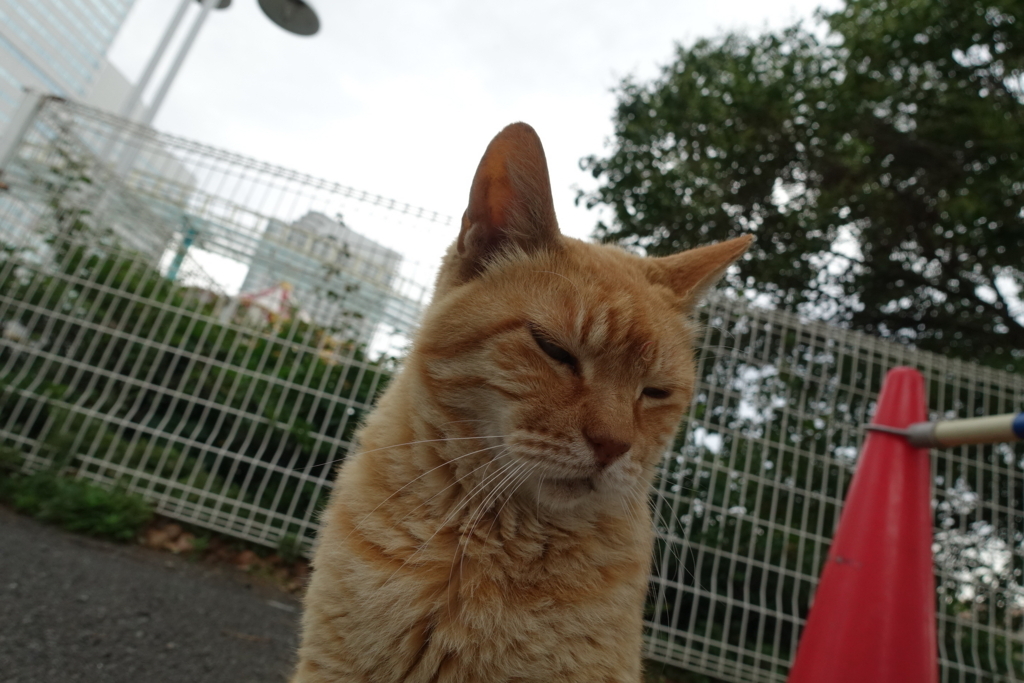 f:id:shigeo-t:20180712092513j:plain f:id:shigeo-t:20180712092513j:plain