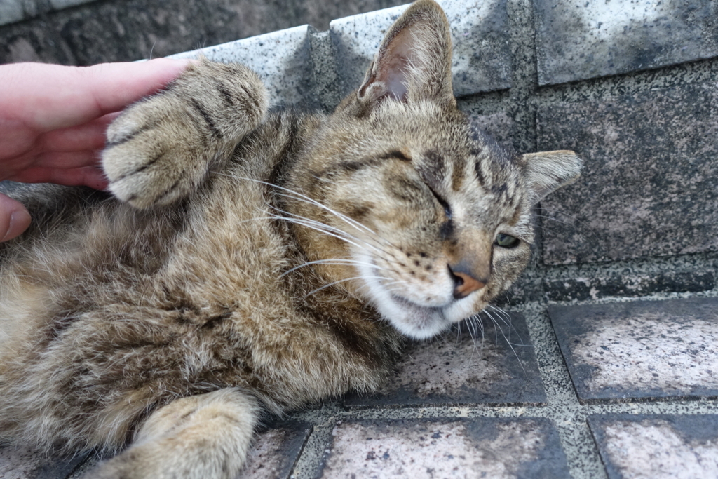f:id:shigeo-t:20180712092607j:plain f:id:shigeo-t:20180712092607j:plain