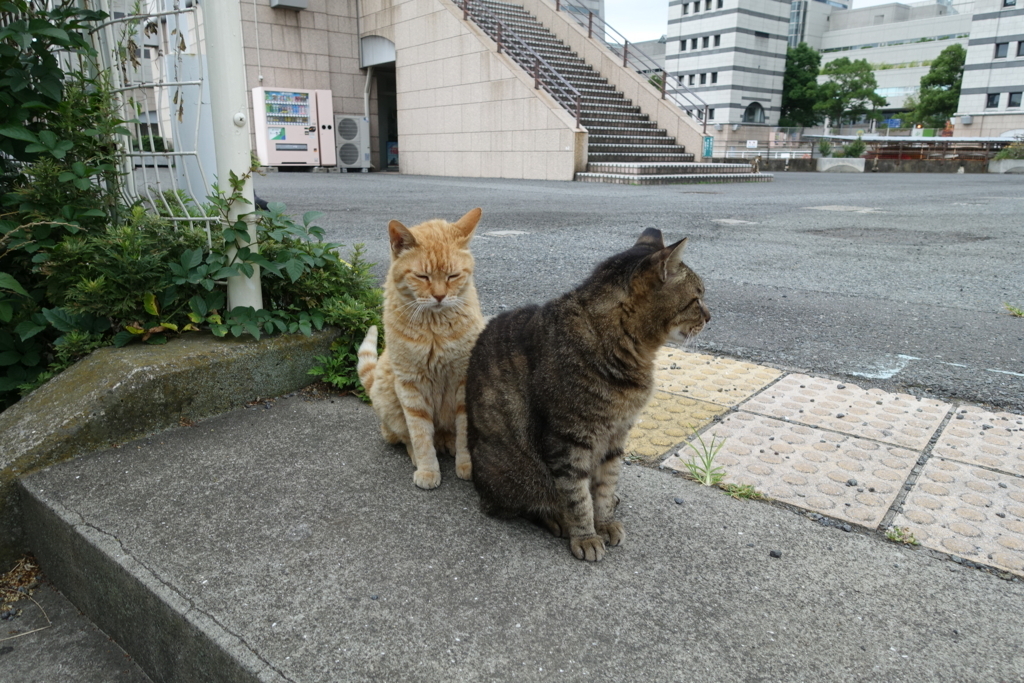 f:id:shigeo-t:20180712093040j:plain f:id:shigeo-t:20180712093040j:plain