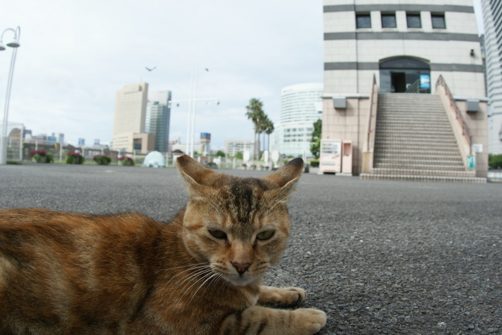 f:id:shigeo-t:20180714105445j:plain f:id:shigeo-t:20180714105445j:plain