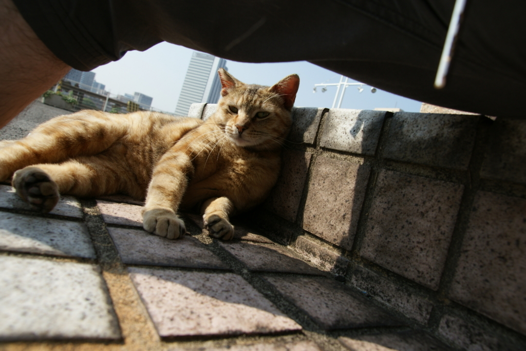 f:id:shigeo-t:20180714110430j:plain f:id:shigeo-t:20180714110430j:plain