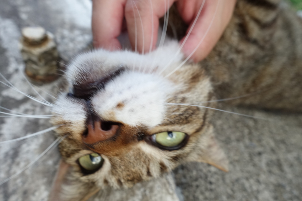f:id:shigeo-t:20180716094806j:plain