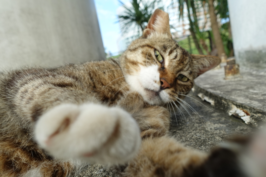 f:id:shigeo-t:20180716094824j:plain