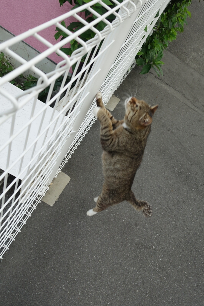 f:id:shigeo-t:20180716095438j:plain