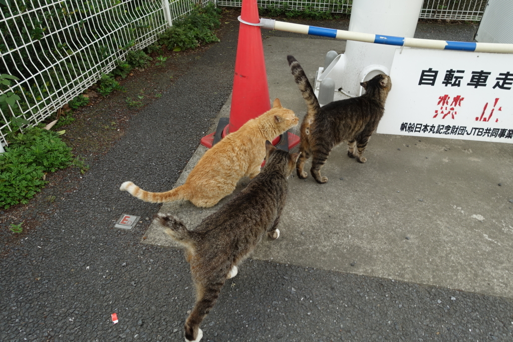 f:id:shigeo-t:20180716100338j:plain